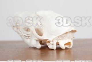 Skull photo reference 0073